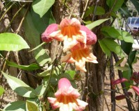 bignonia capreolata 3-11.jpg